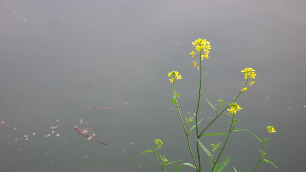 水辺の菜の花