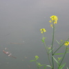 水辺の菜の花