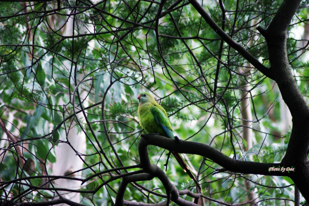 ミカヅキインコ♀