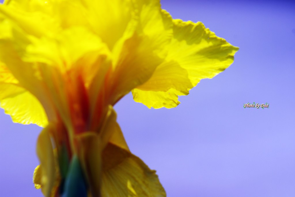 グラジオラスの花びら