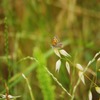 fairy１