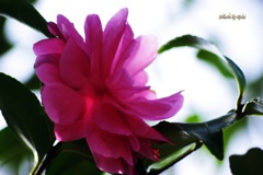 山茶花ひかり