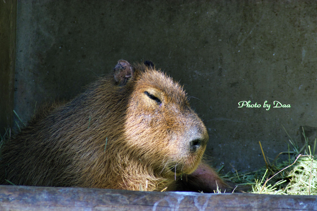 カピバラさん