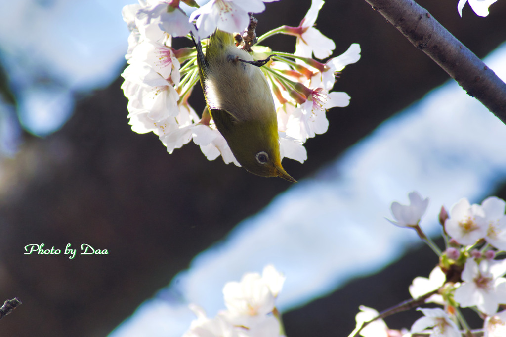 桜逆さジロー
