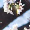 桜逆さジロー