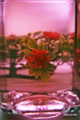 疑似水中花（その２）