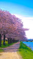 桜並木道