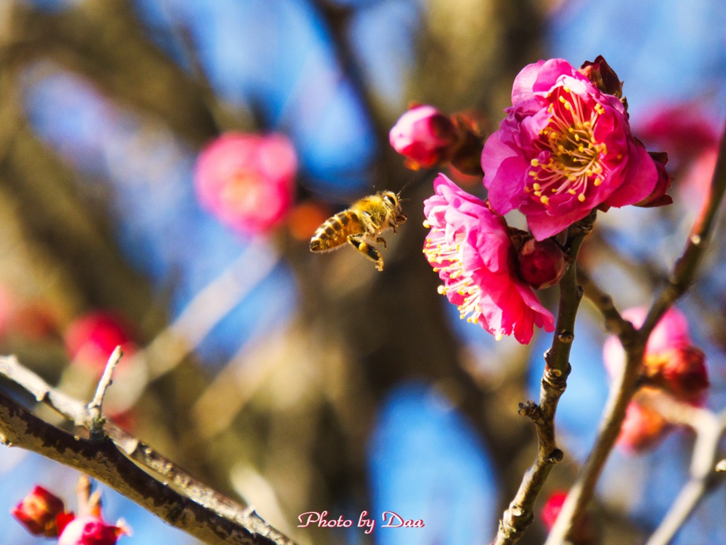 一月の蜜蜂
