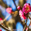 一月の蜜蜂