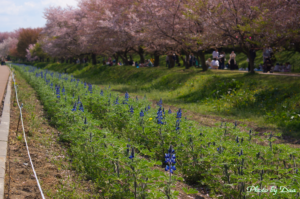 桜の手前にカサバルピナス