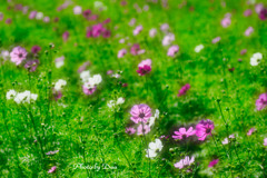 花咲く秋桜