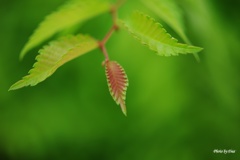 赤と緑