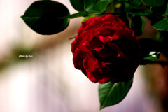 薔薇