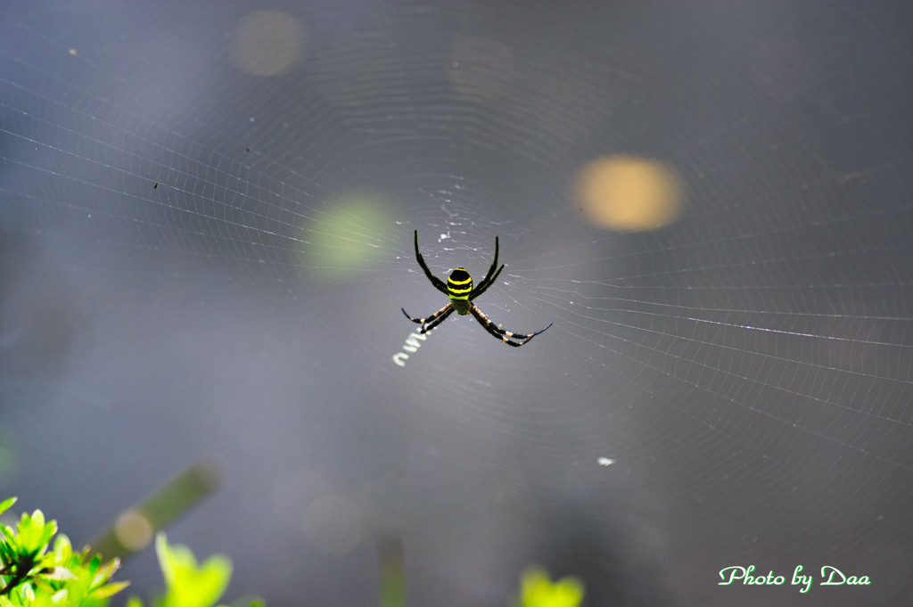 Spider & Net
