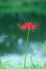 川辺の曼珠沙華