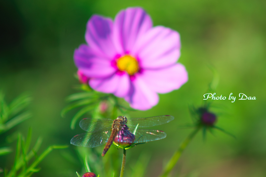 花見