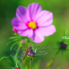 花見