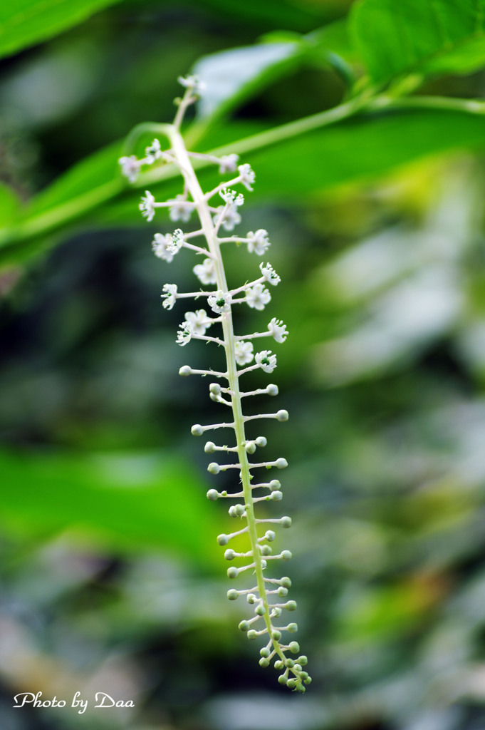 ヨウシュヤマゴボウ