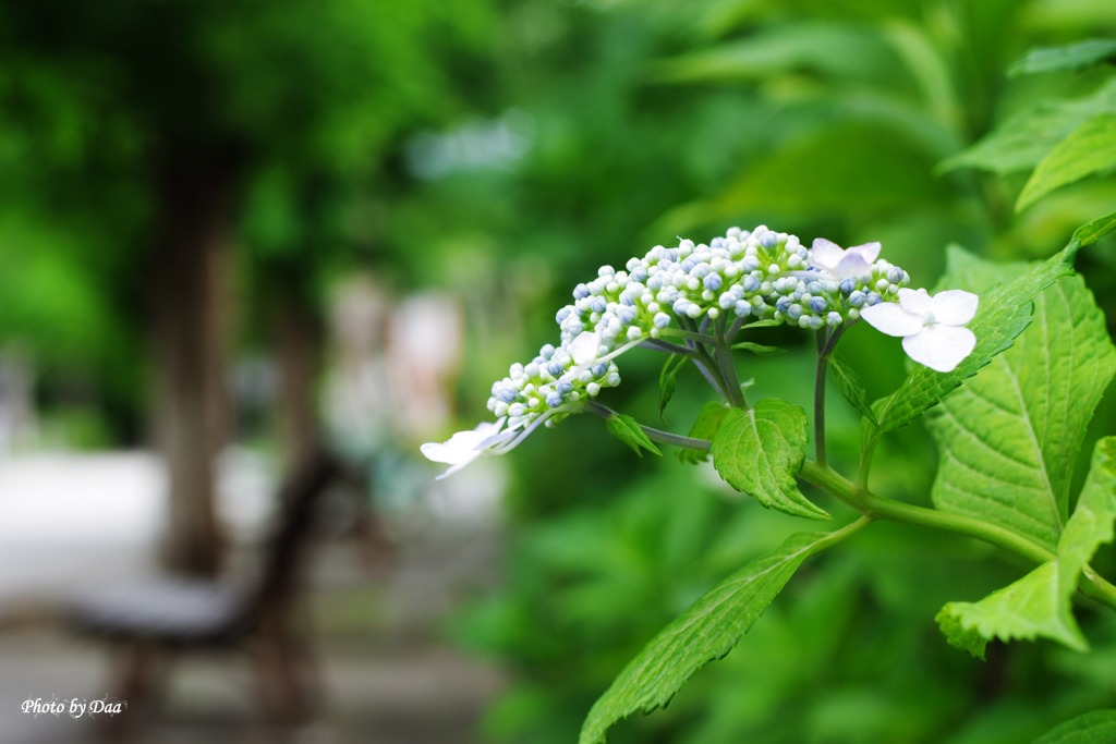 街路の紫陽花