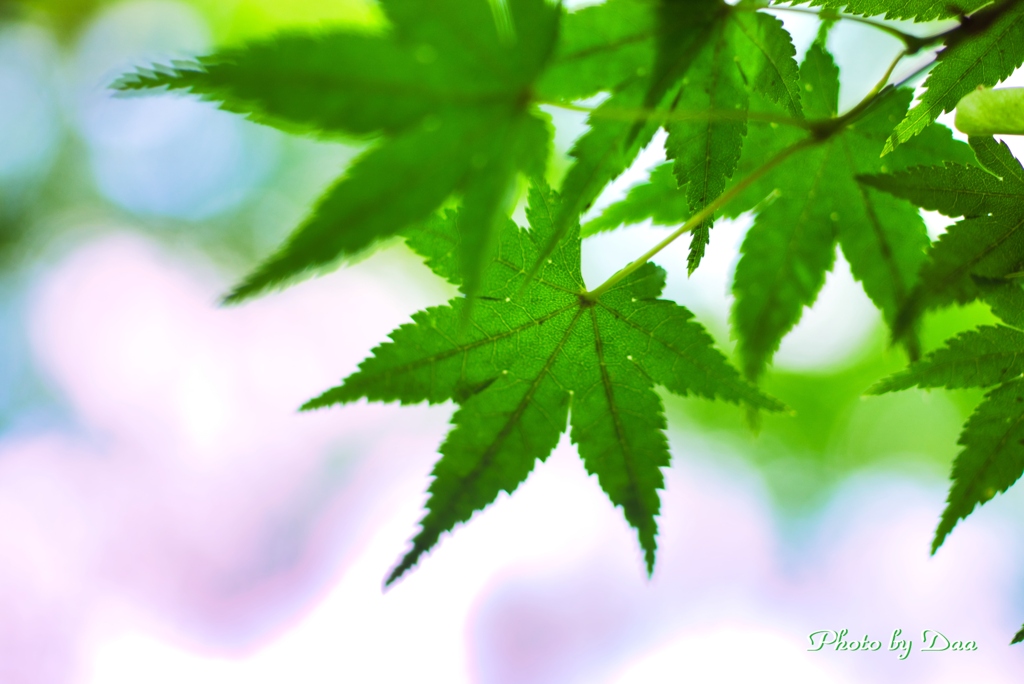 青紅葉