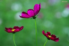 雨上がりの秋桜（その３）