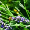 ラベンダーの蜜を集める