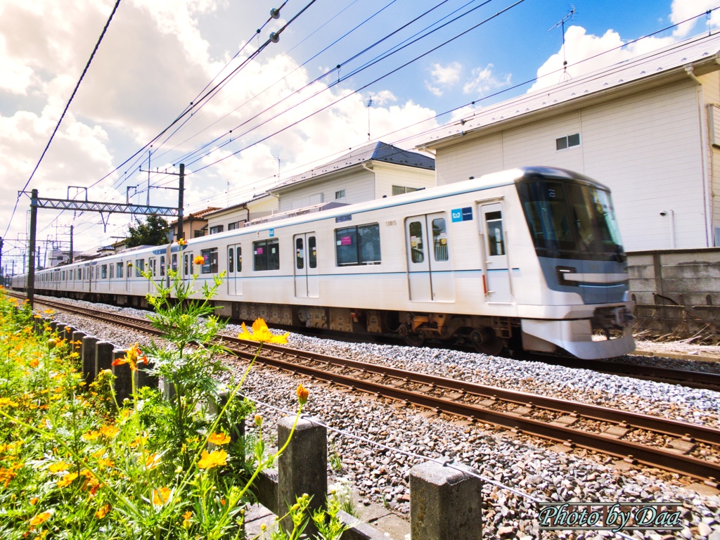 東京メトロ13000系とキバナコスモス