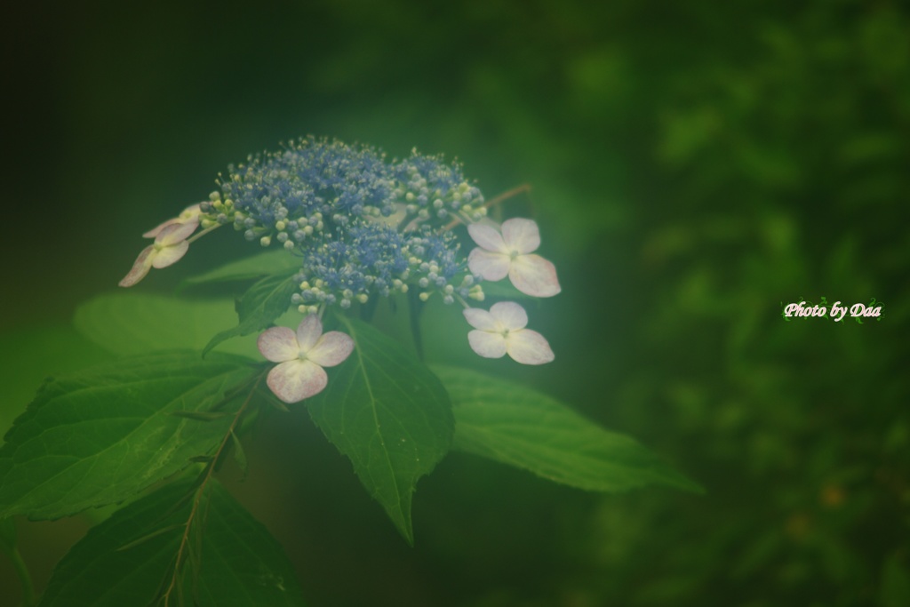 ７月の紫陽花