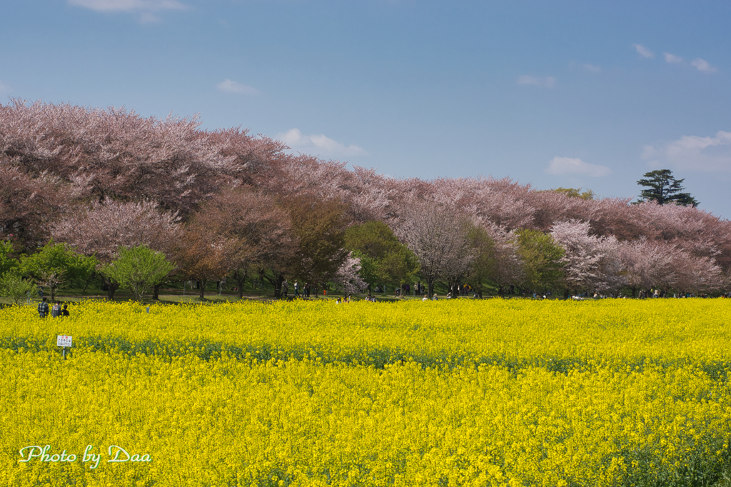 桜は散ったが菜の花満開