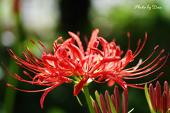 曼珠沙華　Ⅰ