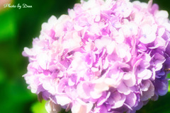 ８月の紫陽花 Ⅱ