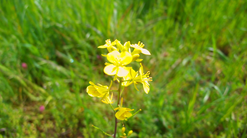 菜の花