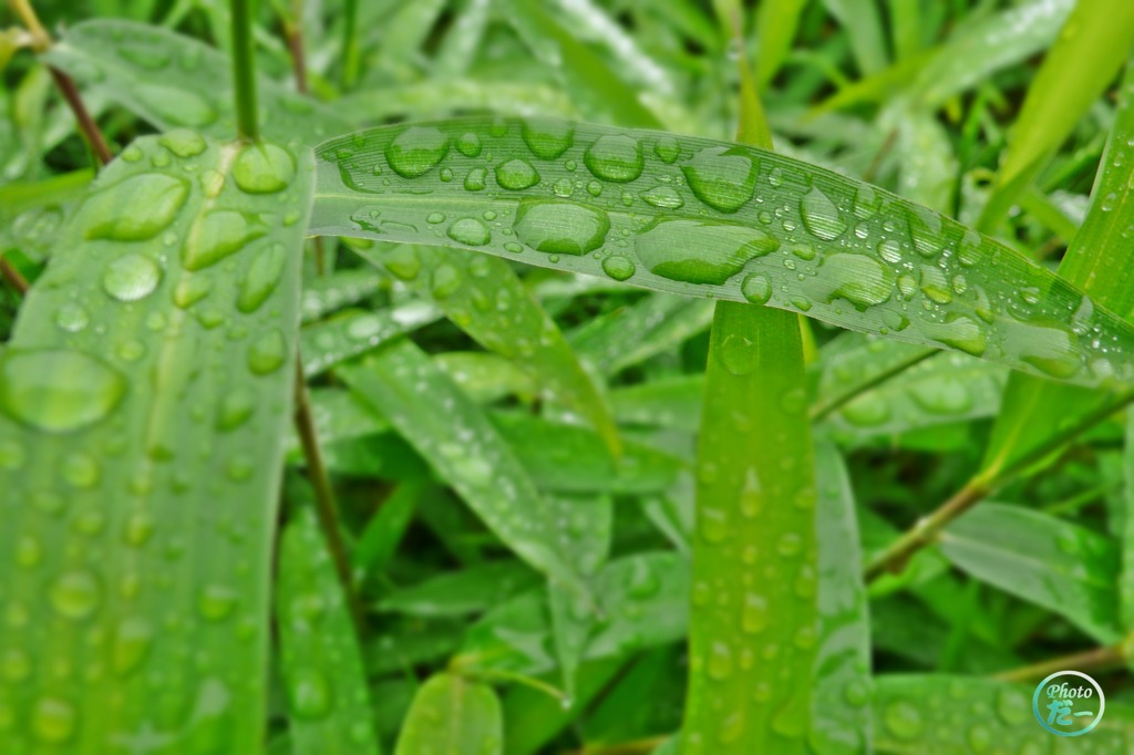 雨上がり（その５）