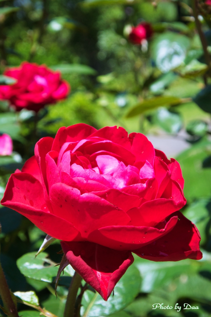 赤い薔薇