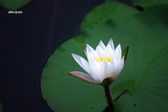 咲かけの水蓮
