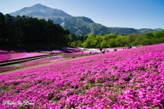 芝桜と武甲山