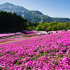 芝桜と武甲山