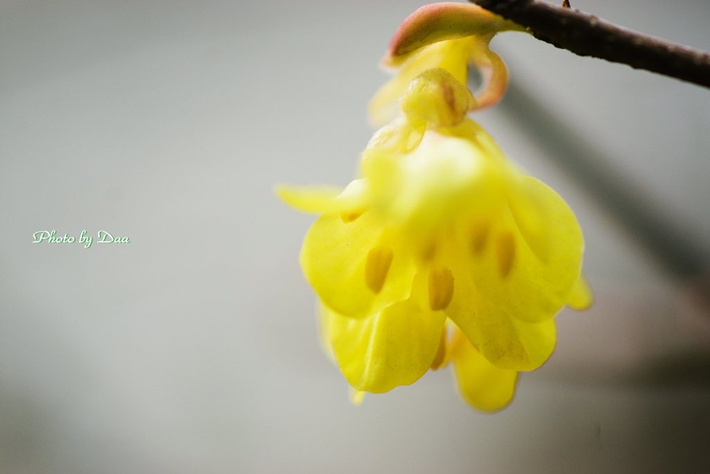 小さな黄色い花が咲く