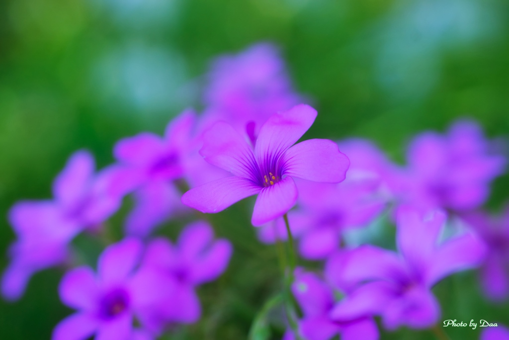 紫咲く