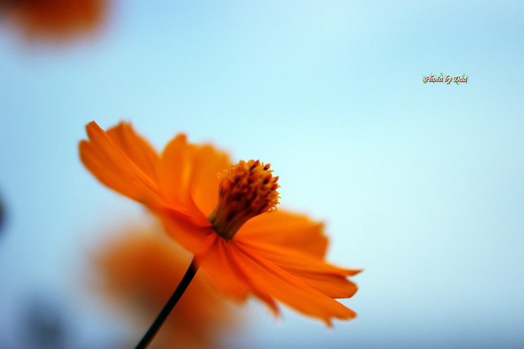 キバナコスモス