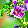 蜜蜂の目