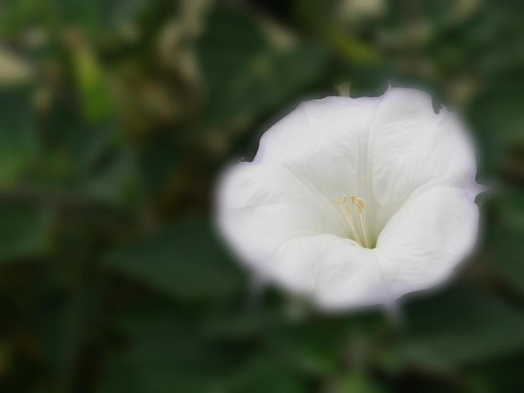 flower8