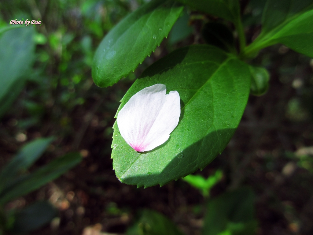 花びら１枚