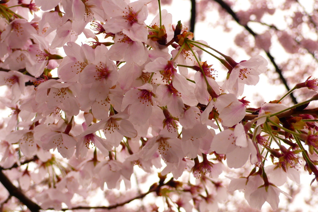 桜の見頃もあと少し・・・