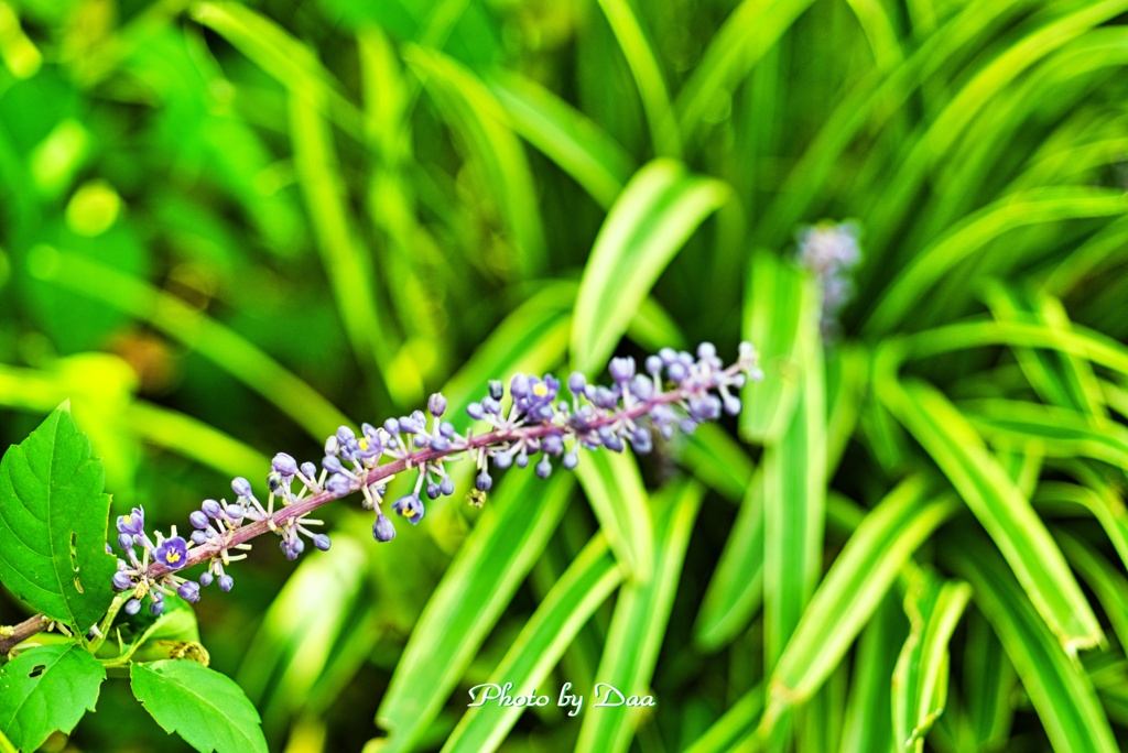 藪蘭（ヤブラン）