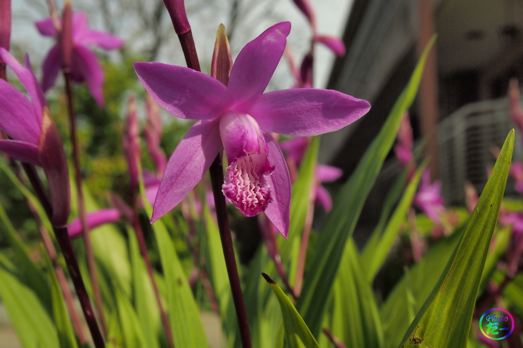 妖艶（その２）