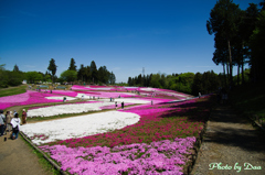 武甲山側から見る芝桜の丘