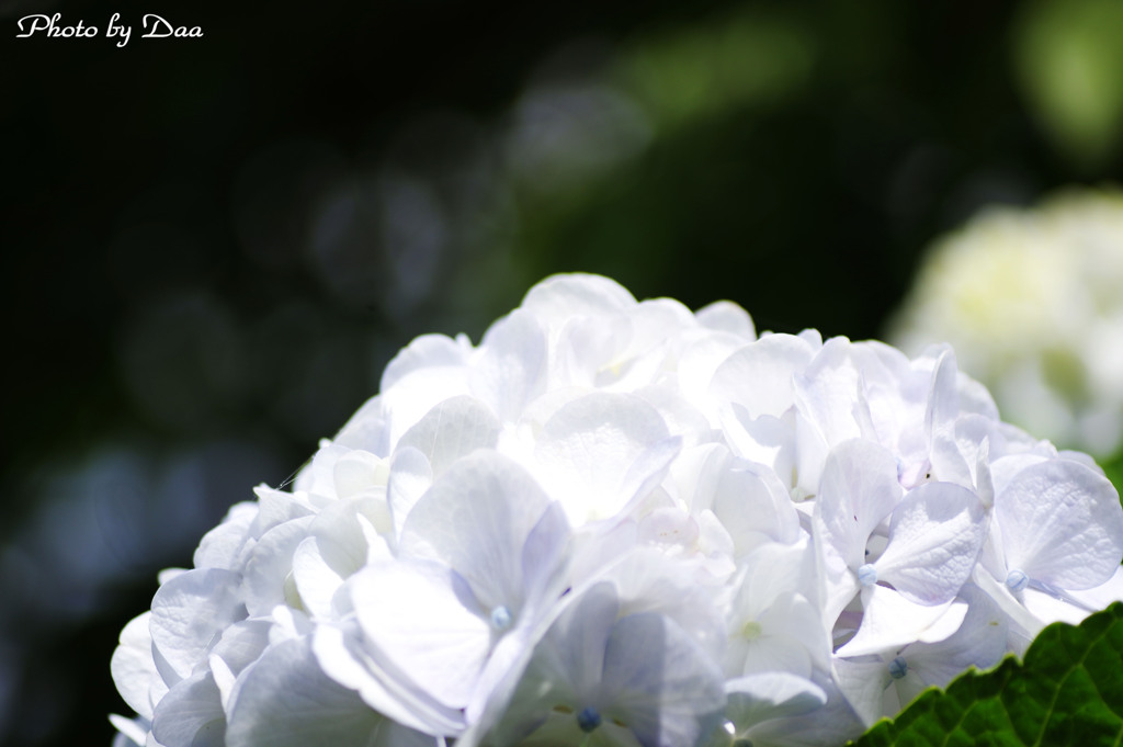 紫陽花ホワイト２