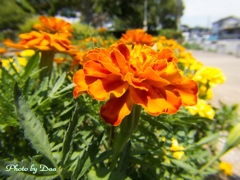 夏の花