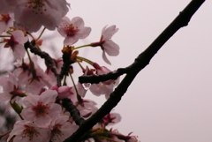 桜と雨だれ